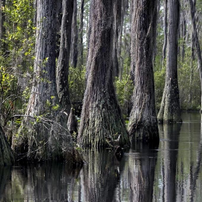 Scientists say mine plan claiming no swamp harm has errors